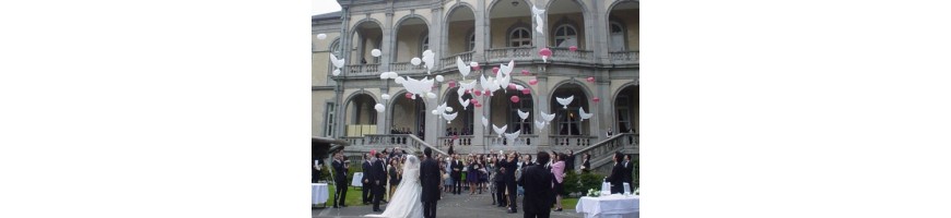 Ballon colombe biodégradable pour les mariages et toutes décorations
